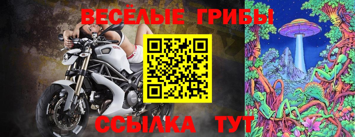 Псилоцибиновые грибы Psilocybe Лениногорск